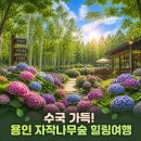 해리화원 | 경기도가볼만한곳, 수국 가득한 자작나무숲에서 힐링!