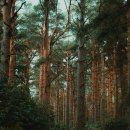 소나무파인트리(PINE TREE) 이미지