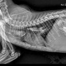 24시 코끼리동물의료센터 이미지