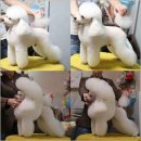 가히애견 이미지