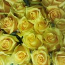 장미농원 이미지