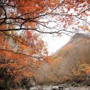 지리산 단풍비 Daum카페