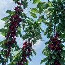 은혜농장 이미지