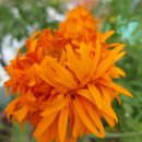 메리골드 이미지