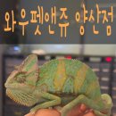 와우펫앤쥬 양산점 이미지