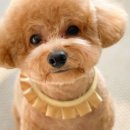 메리도그하우스2 이미지