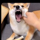세븐일레븐 관악대학점 | [일본 교환학생 후기] 게이오대학에서의 일상