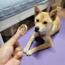 어서오개 네이버블로그