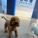 멍스쿨 전주애견유치원 애견호텔 네이버블로그