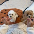 댕스베리 이미지