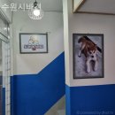 수원시바견 이미지