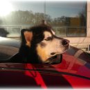 퍼펫 애견카페 이미지