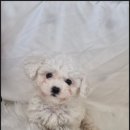 드림독 강아지분양 안심분양센터 잠실점 | 평생 건강보장을 해주는 드림독 강아지분양 안심분양센터 부천점