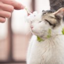 꽃냥이네 이미지