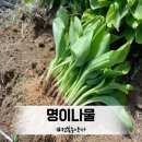 세계농약사 이미지