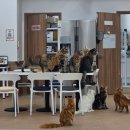 쿤이네집 | 안산고양이카페 쿤이네집 후기 귀여운 메인쿤