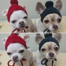 아이펫온-수입 | 펫페어(송도 케이펫페어) 쇼핑리스트 &amp; 추천템 &amp; 리얼후기 / 펫페어, 강아지행사, 애견행사, 고양이행사...