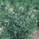 상진농장 이미지