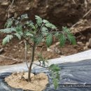 금봉산 농장 이미지