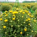 축현1리 이미지