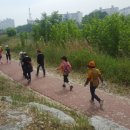 보강천 미루나무숲 이미지