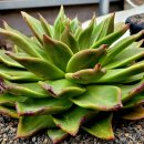 마리아A+ 이미지