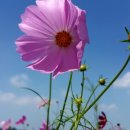 메밀꽃체육관 이미지