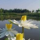 희망의아침 이미지