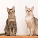 다정한고양이