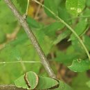 긴꼬리제비나비애벌레, 남가뢰, 단풍 이미지