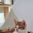 행복나눔동물병원 이미지