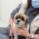 안산애견미용학원 전문적으로 섬세하게 알려주는 김지순애견미용학원