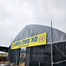 앵두내 | 인천산림조합 나무전시판매장 개장 첫날 다녀왔습니다! | 앵두나무·살구나무·감나무 내돈내산 구입후기