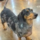 서구-02-64 | 대전 관저동 애견카페 추천| 넓고 깨끗한 돌봄애견카페 방문 후기