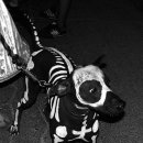 펫365동물병원 이미지