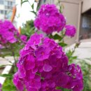 금오닭집 이미지