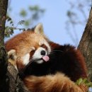 레드팬더 이미지