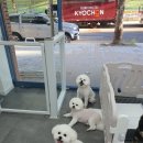 포동이 펫살롱 이미지