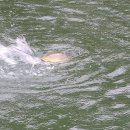 대박향어 이미지