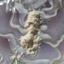 사관리 | 강아지 췌장질환관리 강아지영양제 벨릭서 판클이지