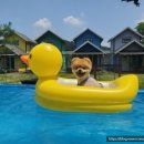 파트라슈 애견 펜션 이미지