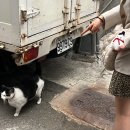 세븐일레븐 안중대로점 | 대만 타이베이 3박4일 | 여행 1일차 231231 (2) :: 카리도넛/호식다제제 곰돌이훠궈/디화제/하해성황묘...