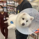 동물병원 이음 이미지