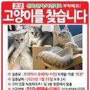 고양이를 찾습니다. 고양이 전단지 샘플 이미지