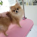 도그루밍 이미지