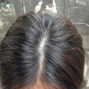 서현애견미용실 | 18번째 방문하는 요미앤디 분당정자역점 서현샘 - 뿌리염색 후기 , 애견동반 가능