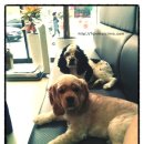 세븐동물병원 이미지