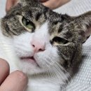버틀랩 이미지