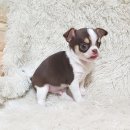 만족하개 이미지