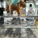 제주조천물고기 | 만다리노카페 ㅣ아이랑 함께 가기좋은 제주도조천카페 키즈룸 귤체험장 말먹이주기 애견동반가능제주카페